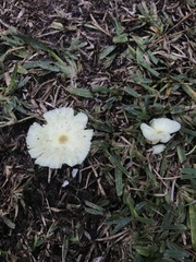 Leucocoprinus fragilissimus