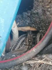 Psammophis crucifer