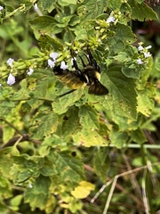Bombus pensylvanicus