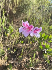 Pelargonium betulinum