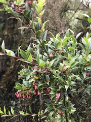 Vaccinium stanleyi