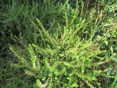 Lepidium apetalum