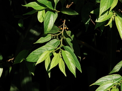Trema micrantha
