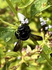 Xylocopa micans