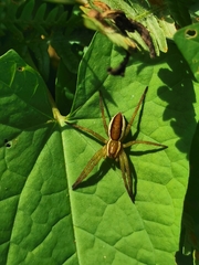 Dolomedes