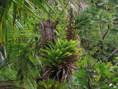 Vriesea macrostachya