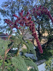 Amaranthus cruentus