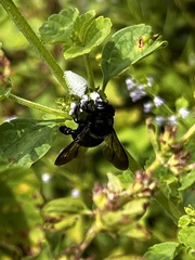 Xylocopa micans