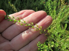 Lepidium apetalum