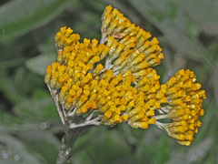 Helichrysum acutatum