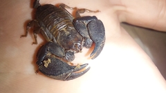Hormurus