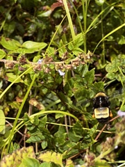 Bombus pensylvanicus