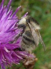 Bombus sylvarum