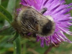 Bombus sylvarum