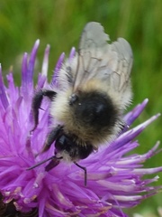 Bombus sylvarum