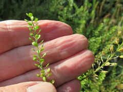 Lepidium apetalum