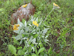 Helichrysum acutatum