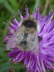 Bombus sylvarum