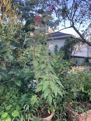 Amaranthus cruentus