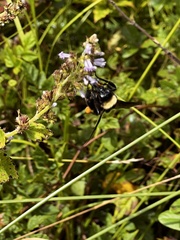 Bombus pensylvanicus