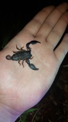 Hormurus