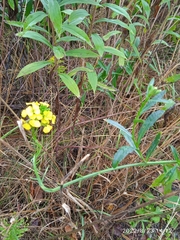Brassica napus