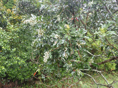 Protorhus longifolia