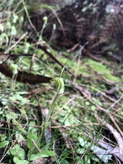 Pterostylis nana