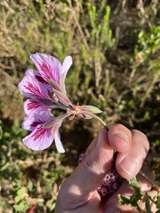 Pelargonium betulinum