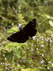 Erynnis horatius