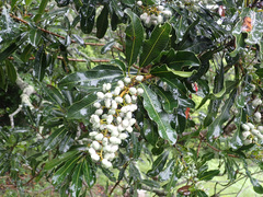 Protorhus longifolia