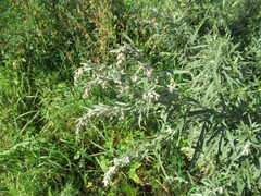 Artemisia leucophylla