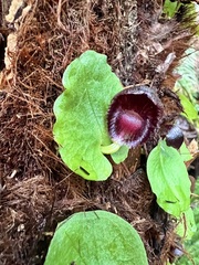 Corybas grumulus