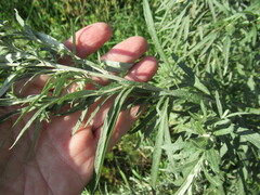 Artemisia leucophylla