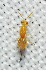 Megastigmus pistaciae