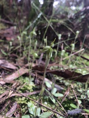 Pterostylis nana
