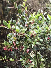 Vaccinium stanleyi