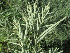 Artemisia leucophylla