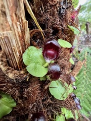 Corybas grumulus