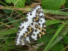 Abraxas grossulariata