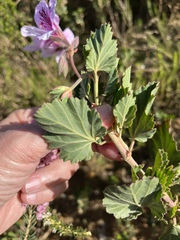 Pelargonium betulinum