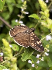 Erynnis zarucco