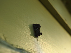 Autographa precationis
