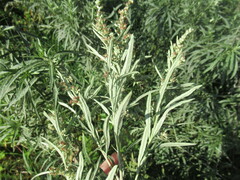 Artemisia leucophylla
