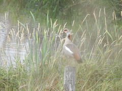 Alopochen aegyptiaca