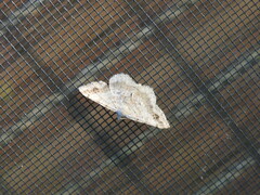 Digrammia ocellinata