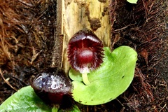 Corybas grumulus