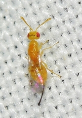 Megastigmus pistaciae