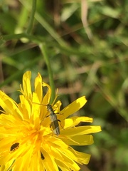 Oedemera