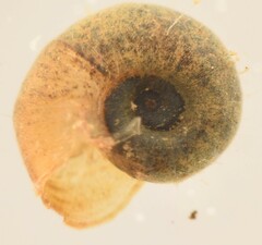 Biomphalaria pfeifferi